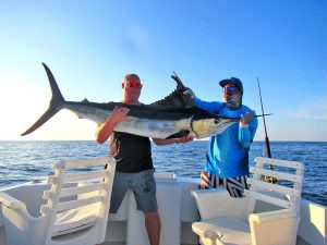 Striped Marlin fished in Cabo San Lucas on 11/2/19