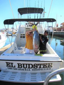 Yellowfin Tuna, 97 LB. fished in Cabo San Lucas on 8/15/20