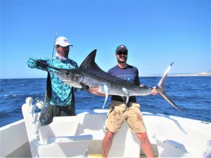 Catch & release 100 lb Striped Marlin in Cabo San Lucas on 10/20/20