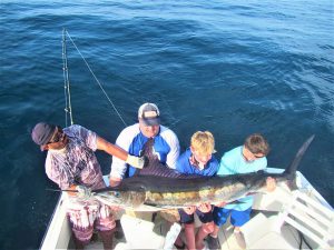 Catch and release STRIPED MARLIN. 100, 110 and 120 LB. in Cabo San Lucas on 4/2/21