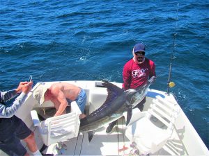 Catch & release 130 lb Striped Marlin in Cabo San Lucas on 4/17/2021