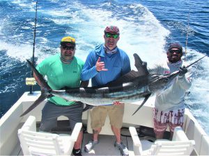 Catch & release 120 lb Striped Marlin in Cabo San Lucas on 4/21/2021