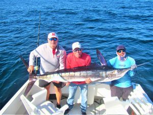 Catch & release 120 lb Striped Marlin in Cabo San Lucas on 4/28/2021