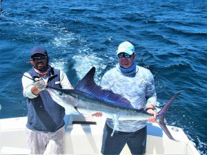 Catch & release 80 lb and 140 lb Striped Marlin in Cabo San Lucas on 5/1/2021