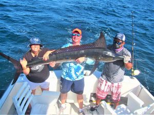 Catch & release 130 LB Striped Marlin in Cabo San Lucas on 8/26/2021